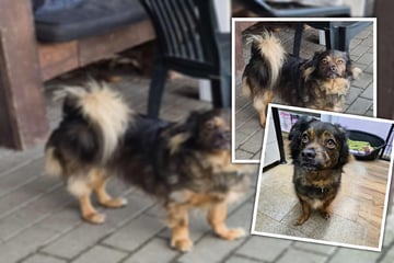 Gleich zwei gebrochene Herzen: Wer hilft Bobby in den Alltag zurück?