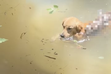 Golden Retriever planscht im Bach: Unglaublich, wer an seiner Seite schwimmt