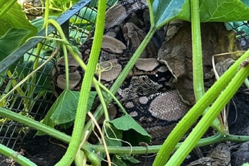Riesenschreck: Frau entdeckt Würgeschlange in heimischem Garten