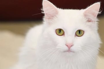 Heimatlos und taub: Ob die süße Türkisch Angora doch erhört wird?