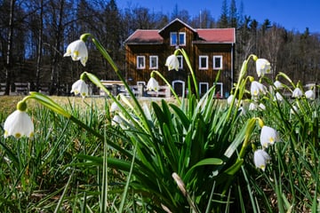 Lückenhafte Wiesen im Polenztal: Große Sorge um unsere Märzenbecher