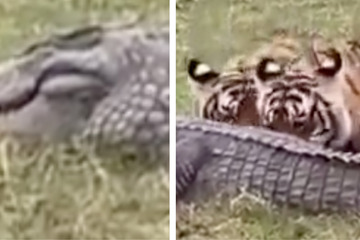 Gnadenlose Jäger: Hungrige Tiger fressen Krokodil einfach auf
