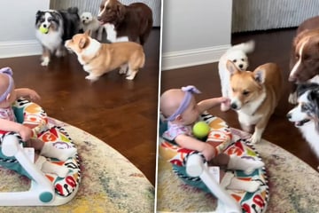 Hunde wollen Bällchen mit Baby spielen: Was dann passiert, verzückt so viele