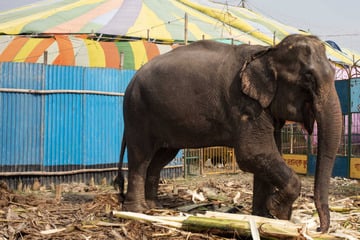 Bangladesh court halts wild elephant adoption in big win for animal rights
