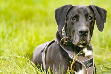 "Tierisch tiersich" in Stendal: Das geht Doggen-Riese Zeus besonders auf die Nerven