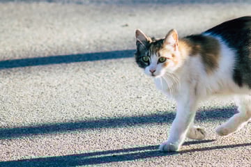 Katze sorgt für Unfall und Vollsperrung auf A661