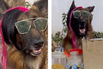 "Chai bitte": Süße Service-Hunde erfüllen Gästen einfach jeden Wunsch