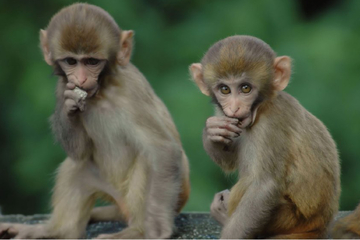 Abscheulich: Hilflose Affen-Babys aus Rettungsstation entführt, hohes Lösegeld gefordert
