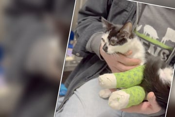 Kätzchen Christy an Heiligabend vergiftet: Diese Story geht unter die Haut