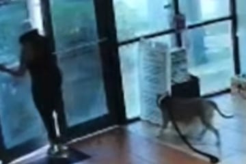 Als Retter dank Video sehen, was Hund widerfahren ist, bricht ihnen das Herz