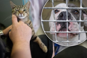 Tierisch wichtig: Stadt Köln erhöht Zuschüsse für Tierheime deutlich