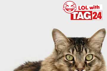Joke of the Day for June 15, 2024: Get your funny on for Caturday