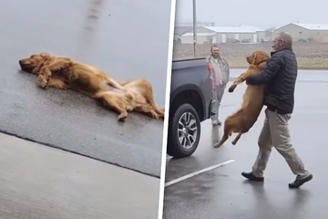 Golden Retriever throws the world's cutest tantrum in hysterical video!