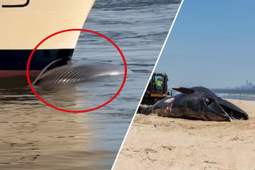 Kurios: Kreuzfahrtschiff läuft mit riesigem totem Wal vor dem Bug ein