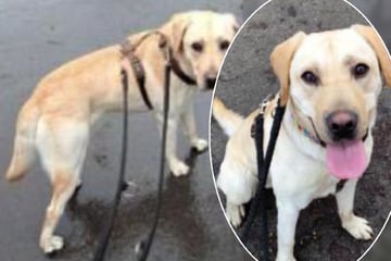 Nach Sicherstellung: Junger Labrador hofft auf seine zweite Chance