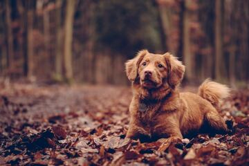 Mit Hunden im Herbst spazieren gehen? Das solltest Du jetzt wissen