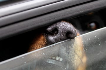 Besitzerin will Hund aus Auto retten und verletzt sich schwer an Hand