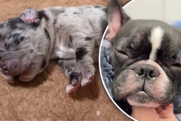 Erst Not-OP, dann toter Welpe: Tierheim fassungslos über Qualzucht-Besitzer