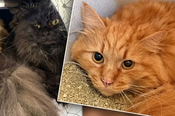 Überforderte Züchterin haust mit zig Katzen in verwahrlostem Haus: Tierretter greifen ein