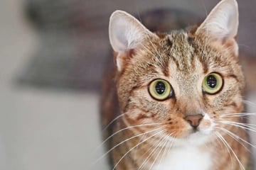 Katzedame Nora ist zutraulich und aktiv: Doch bei Artgenossen wird sie zum Biest!