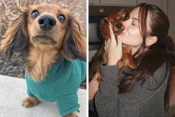 Dog mom is delighted to see what kind-hearted Dachshund puppy leaves under the Christmas tree