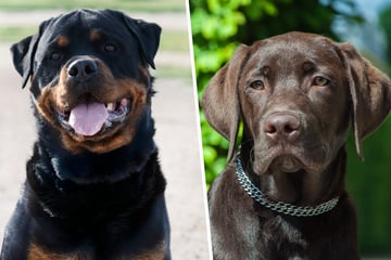 Labrador und Rottweiler zeugen Nachwuchs: Schöner Mischling sucht neues Zuhause