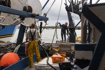 Frankreich schränkt Fischfang zum Schutz von Delfinen ein: Firmen erleiden Millionen-Verlust