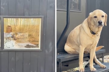 Dog hilariously judges his family's camping trip in viral video