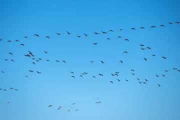Vogelgrippe bei Graugans im Landkreis Heilbronn nachgewiesen