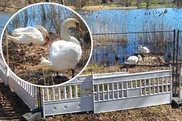 Dresden: Geht doch! Außerhalb Dresdens werden die Schwäne geschützt