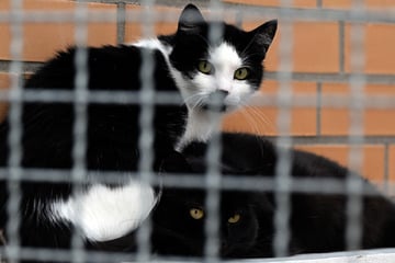 Wohin mit dem Haustier im Urlaub? Tierschutzbund gibt Tipps