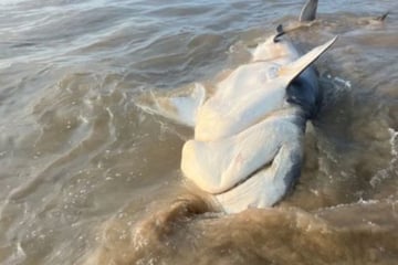 Tigerhai am Strand angespült: Experten stehen vor einem Rätsel