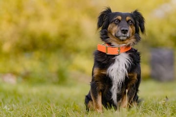 Besitzer in Gewahrsam: Einweisungshund Bubbele hat es faustdick hinter den Ohren