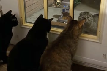 Streunender Kater taucht vor Fenster von Katzen-Besitzerin auf: Was er dann tut, wundert sie sehr