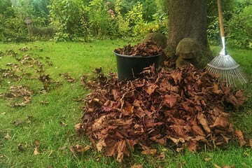 Wohin im Herbst mit Laub im Garten? Liegen lassen? Rechen? Entsorgen? Verwerten?