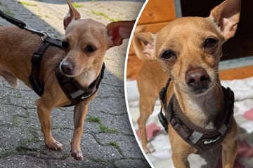 Verträglich und immer gut gelaunt: Kleiner Hund träumt von richtigem Zuhause