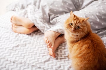 Eine Mieze mit Besitzanspruch: Können Katzen eifersüchtig sein?