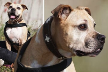 Die Tage von Lili sind gezählt: Findet die Hunde-Oma noch rechtzeitig einen Gnadenplatz?