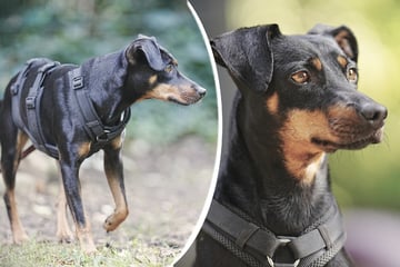 Hündin mit verstecktem Talent: Wer bietet Pinscher-Mix Daisy ein ruhiges Zuhause?