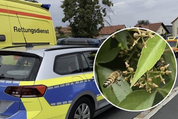 Wespenangriff auf Kita-Gruppe: Spaziergang endet im Großeinsatz