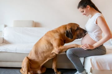 Can dogs sense pregnancy?