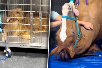 Golden Retriever kann nicht glauben, wer zum Tierarzt kommt: Reaktion lässt Millionen lachen