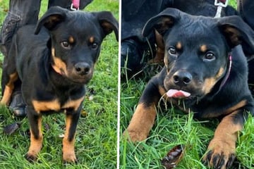 Putziger Rottweiler-Mix allein gelassen: Wer rettet diesen kleinen Racker?