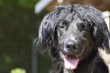 Gibt es nach tödlichem Vorfall noch ein Happy End für Hund Osman?