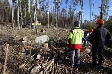 Schutz vor Waldbränden: Totholz-Aufräumaktion am Brocken gestartet