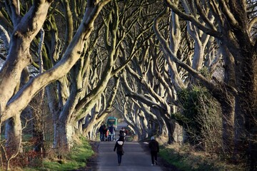Northern Ireland's Game Of Thrones trees in danger as preservationists demand action