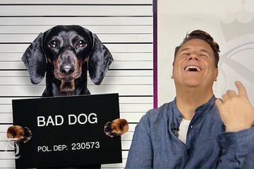 Katastrophe bei "Shopping Queen": Hund macht sein Geschäft im Laden