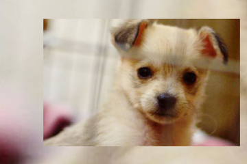 Rescue puppy's extreme transformation stuns the internet!