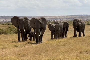 Etliche Elefanten elendig verendet: Mehrere Festnahmen nach traurigem Fund in Nationalpark
