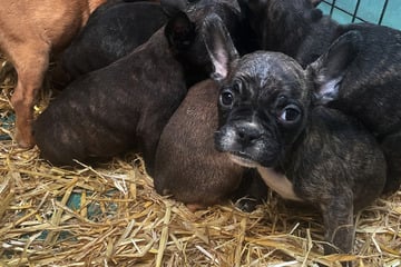 Schlimmer Fund: Mehrere tote Hundewelpen in Sachsen-Anhalt entdeckt